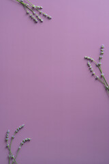 Frame of lavender flowers on purple background. Greeting card mockup for Birthday, Mother's Day.