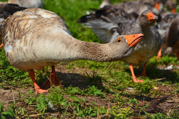 goose on the grass