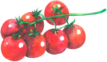Ripe tomatoes on a branch