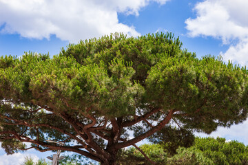 A Mediterranean pine tree against a blue sky.