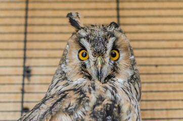 Long-eared owl in a cage	