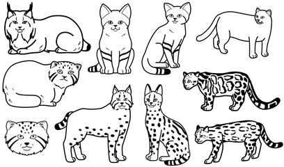 マイナーな猫科動物　白黒　スナネコ　イラスト