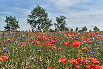 Sommerliche Bl&uuml;tenwiese mit Gr&auml;sern, Raps, Kornblumen und Klatschmohn.