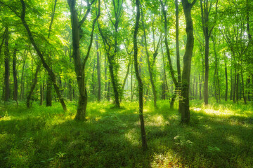 Naklejka premium Sunny Green Forest of Beech and Oak Trees