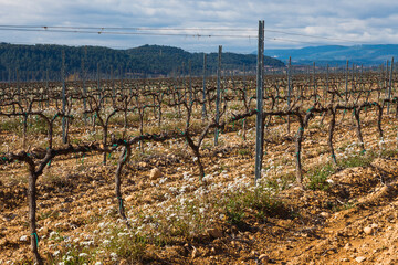 Paisaje rural de viñedos durante el invierno en la Comarca del Penedés, Barcelona