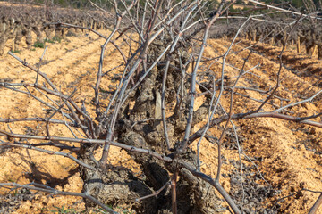 Paisaje rural de viñedos durante el invierno en la Comarca del Penedés, Barcelona