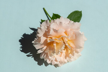 Beautiful pale pink rose on a blue background. Trendy minimalism style with hard light and dark shadows