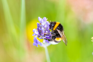 A bee on a lavender stalk to collect pollen in summer
