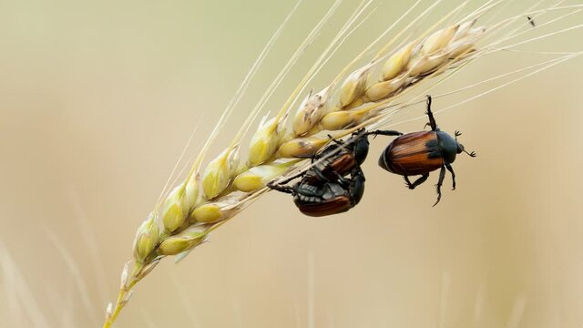 Scarab Beetle on wheat ears, a harmful Pest of Cereal Crops, Anisoplia Austriaca