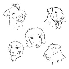 Airedale Terrier Dog. hand drawn. Vector illustration
