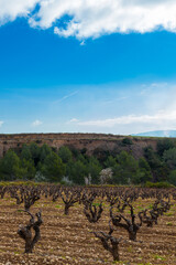 Paisaje rural de viñedos durante el invierno en la Comarca del Penedés, Barcelona
