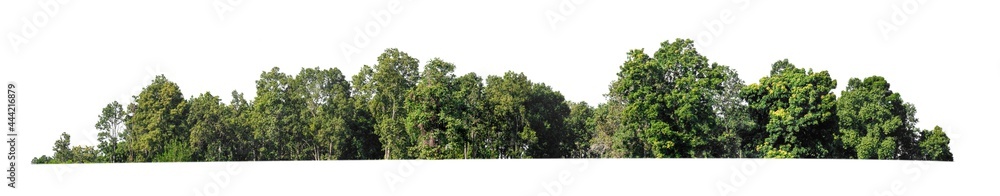 Poster green trees isolated on white background. are forest and foliage in summer for both printing and web