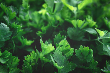 Green parsley plants growing texture. Local vegetable planting farm. Fresh organic Raw grass leaves for spring vegetables soup and salad Natural vegetable garden background 