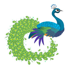 Colorful and cute peacock on white ground. Exotic animal, vector , illustration.