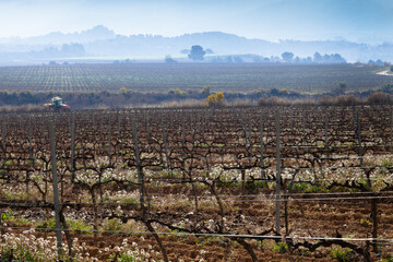 Paisaje rural de viñedos durante el invierno en la Comarca del Penedés, Barcelona