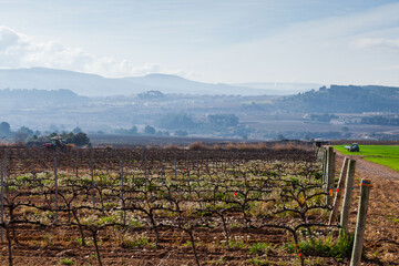 Paisaje rural de viñedos durante el invierno en la Comarca del Penedés, Barcelona