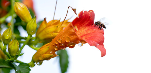 Honey bee collecting pollen from orange flower with water drop over sunlight of spring season.