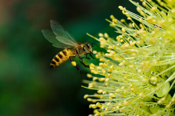 ฺBee collecting pollen at yellow flower. Bee flying over the yellow flower in blur background.