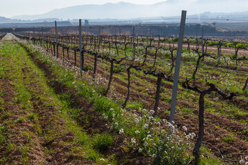 Paisaje rural de vi&ntilde;edos durante el invierno en la Comarca del Pened&eacute;s, Barcelona