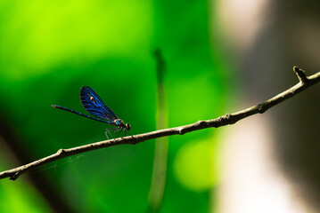 Blauflügel-Prachlibelle
