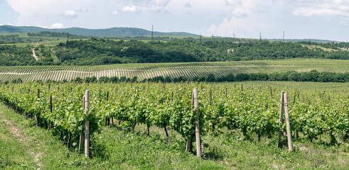 Fototapeta na wymiar Panoramic view of vineyard with rows of grapes growing for wine