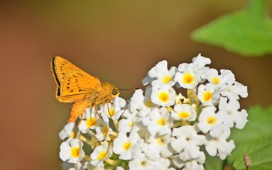 moth on flower