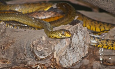 close up of a snake