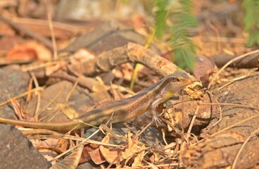 skink
