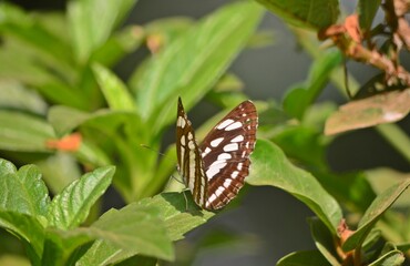 butterfly on leaf