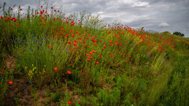 tricolore
