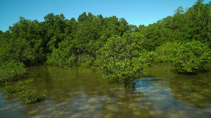 Fototapeta na wymiar Mangroves in a swampy area on a tropical island. Mangrove landscape, Mindanao, Philippines.
