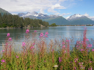 beautiful fireweed wildflowers with a bay and chugach mountain backdrop on a sunny day in valdez,...