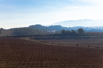 Fototapeta na wymiar Paisaje rural de viñedos durante el invierno en la Comarca del Penedés, Barcelona