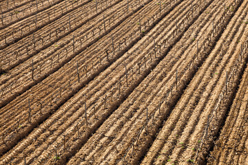 Paisaje rural de viñedos durante el invierno en la Comarca del Penedés, Barcelona