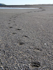 Trail of Brown bear footprints along the tidal flats in katmai national park, Alaska