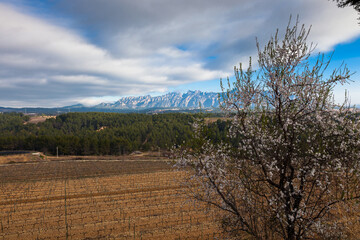 Paisaje rural de vi&ntilde;edos durante el invierno en la Comarca del Pened&eacute;s, Barcelona