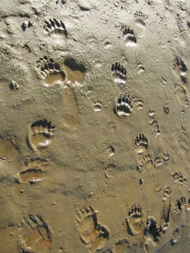 Alaskan brown bear footprints in the mudflats of the coast of the  katmai peninsula, alaska