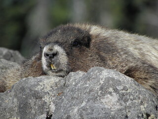 Close up of a  hoary marmot  lounging on a boulder near mount rainier, washington