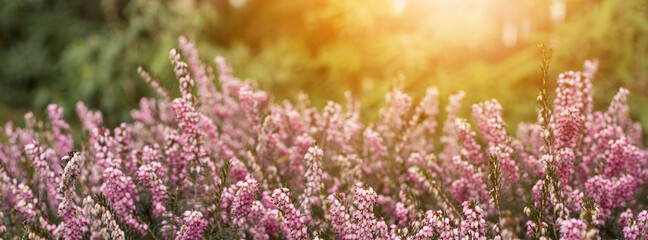 Long banner. Cover for pages on social networks. Forest landscape - purple small flowers close-up....