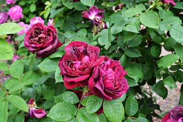 Blooming burgundy garden flowers bush closeup