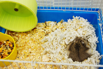 Jungar hamster in a cage.pet hamster care.