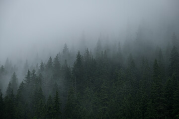 Rainfall over a pine tree forest high into the mountains on a summer day