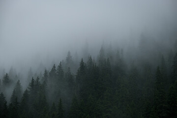 Rainfall over a pine tree forest high into the mountains on a summer day