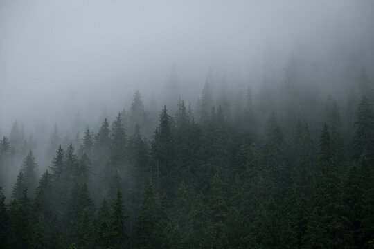 Rainfall over a pine tree forest high into the mountains on a summer day © roibu