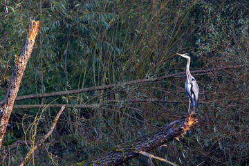 Grey Heron (Ardea cinerea) in the nature protection area Moenchbruch near Frankfurt, Germany.