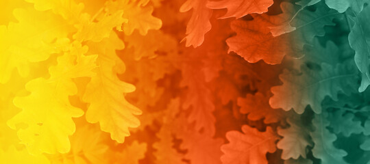 beautiful autumn background oak, color gradient yellow orange