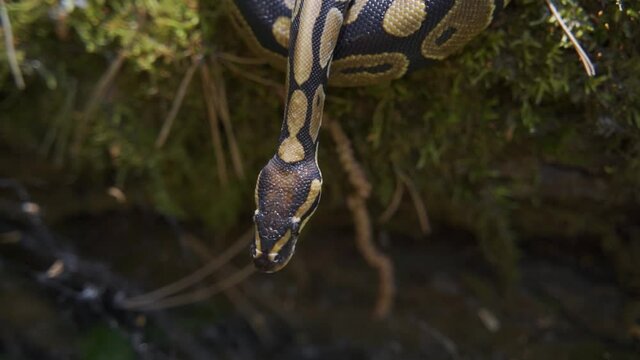 The royal python sticks out its tongue and crawls gracefully down the green hill. The snake curled up in a ball slowly lowers its head down. Slow motion, HD.