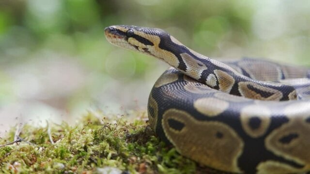 The royal python, rolled up in a ball, lies on the ground in the forest. Slow motion, close-up, blurred background, HD.