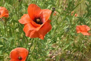 Red poppy