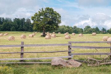 oak tree and hay bales on the field paddock in the foreground in East Europe
